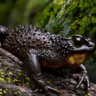 Ambientalistas alertan que la obra amenaza el río Guambaine, único lugar donde sobrevive esta especie en peligro de extinción.
