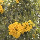 Los cholanes florecen hasta el mes de marzo.