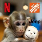 Millones de personas se emocionaron con la historia de Punch