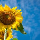 Regalar flores amarillas representa un gesto romántico, de amistad, gratitud o simplemente un detalle simbólico para alguien especial.