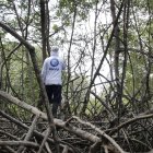 Los pescadores se adentran en el manglar para conseguir los mejores ejemplares de cangrejo rojo, una especie endémica de Guayaquil
