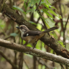 A solo una hora de Cuenca, Yunguilla ofrece avistamiento de aves endémicas en bosque montano seco