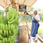 El proceso de alistar un racimo de banano para ser exportado.