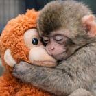 Punch, el macaco japonés viral, se aferra a un peluche en el zoológico de Ichikawa.