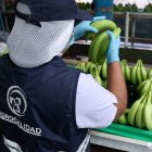 El banano ecuatoriano analiza otras rutas para llegar a Medio Oriente.