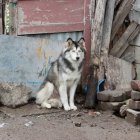 La Unidad de Bienestar Animal intervino en San Bartolo luego de la denuncia por abandono de cachorros en un parque de Quito.