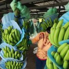 El banano es uno de los principales productos de exportación de Ecuador.