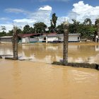 El cacao, el plátano y los cultivos de ciclo corto —sustento vital de estas comunidades— quedaron destruidos.