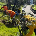 Megaminga. Personal municipal y ciudadanos intervinieron las quebradas, laderas y áreas reforestadas de Quito.