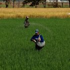 Dos agricultores trabajan en un cultivo de arroz poniendo insumos que ayudan a cuidar la plantación y que esta sea más productiva.