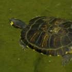 Las comunidades locales buscan la protección del territorio.