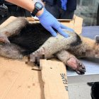 El oso hormiguero llegó malherido al centro veterinario.