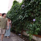 A pesar de ser una planta invasora, una de estas especies está a plena vista de todos en la calle Imbabura, junto a la calle Panamá. Su flor disimula su efecto invasivo.