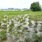 Siembra de Mangle en Parque Histórico
