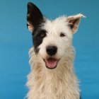 Jacobo, Diego y 11 perros más buscan familia en Quito.. Las jornadas se desarrollarán en el Parque Inglés este 8 de marzo.