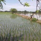 Una parcela de cultivo de arroz, en el recinto Los Quemados permanece bajo el agua por el invierno.