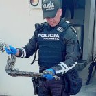 Boa rescatada en Puerto Azul por denuncia del 911.