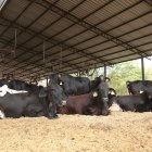 Reses en una hacienda en la vía a la costa, cerca de Guayaquil.