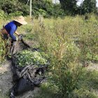 Una persona trabaja en la recolección de hojas de coca en el Valle del Guamuez (Colombia).