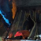 Durante el operativo en Guayllabamba, 25 gallos de pelea fueron rescatados y quedaron bajo custodia de la Unidad de Bienestar Animal tras la clausura de una gallera clandestina en Quito.