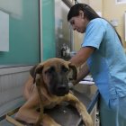 Consulta previa a la cirugía. La doctora Shirley Moreno atendió a 'Valentín', en el CAMI de Fertisa, el martes. Vacunación y esterilización de mascotas en el Cami de Fertisa, 11 de marzo del 2014. Guayaquil-Ecuador. Amelia Andrade /Expreso.