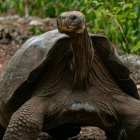 Referencial. Las tortugas liberadas tienen entre 7 y 15 años.