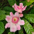 El mebrillo Gustavia angustifolia, planta endémica de la costa de Ecuador, es parte de la lista actualizada internacional de la familia Lecythidaceae, que se desarrolla en Londres.