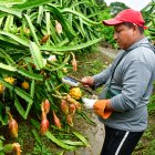 El cantón Palora de la provincia de Morona Santiago destaca por su producción de pitahaya amarilla para exportación.