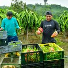 Guayas concentra el 12 % de la producción nacional de pitahaya roja