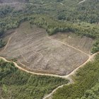 La deforestación en Indonesia aumentó un 66 % en 2025, el mayor repunte en los últimos cinco años, vinculada a la expansión de la producción del aceite de palma.