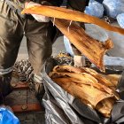 Así se encontraban almacenadas las aletas, camuflados para venderse en oriente.