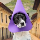 Perritos disfrazados de cucuruchos buscan adopción en Quito