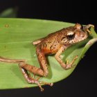 Pristimantis plateado se distingue por su iris plateado o bronce claro.