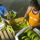 La comercialización de la caja de plátano en Guayaquil.