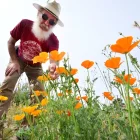 El residente de Altadena, René Amy, inspecciona las amapolas de California que crecen en el terreno donde se encontraba su antigua casa el 30 de marzo de 2026.
