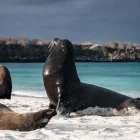 El control migratorio en aeropuertos regula el ingreso de ecuatorianos a Galápagos.