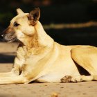 Referencial. Los perros comunitarios viven en la Facultad de Filosofía, Letras y Ciencias de la Educación.