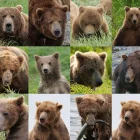 Científicos de la EPFL y la Universidad del Pacífico de Alaska han desarrollado un programa de IA que puede reconocer osos individuales en estado salvaje.