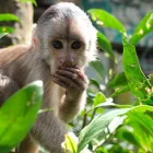 Un mono descansa entre la vegetación en el Paseo de los Monos, refugio pionero en Pastaza.
