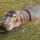 La especie es considerada invasora y ha causado daños ambientales en Colombia.