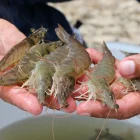 El CMNV es ampliamente reconocido en la industria acuícola por causar mortalidades silenciosas.