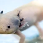 Fotografía de un ejemplar de ajolote en un área natural protegida de Xochimilco este lunes, en Ciudad de México (México).
