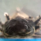 Fotografía de un ejemplar de ajolote en Ciudad de México (México).