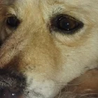 Un perro fue hallado colgado y con graves heridas en Jatumpungo, valle de Los Chillos. Organizaciones denuncian que fue utilizado para entrenar canes de pelea.