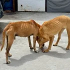 Rufino y Abril fueron rescatados en La Armenia, Quito, tras ser hallados en estado crítico de desnutrición.