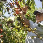 Santa Elena. Se inicia cosecha de café robusta en cultivos con baja productividad en consecuencia al déficit hídrico provocado por el cambio climático.
