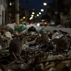 Hay un promedio de 50 millones de ratas en la ciudad.