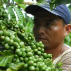 El sector cafetero ecuatoriano produce apenas 200.000 sacos al año, menos de lo que el país consume.