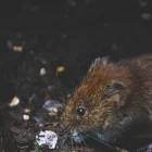 Principalmte el centro de Guaayquil reporta esta problemática