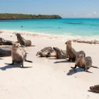 Islas Galápagos, uno de los ecosistemas más biodiversos del planeta, bajo protección de Ecuador..